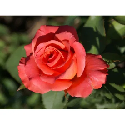 Брошь цветок из ткани ручной работы красная атласная Тигровая роза-купить-в  интернет-магазине annarose.com.ua