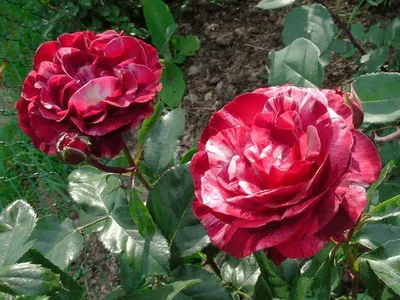 Роза мраморная - красивые фото