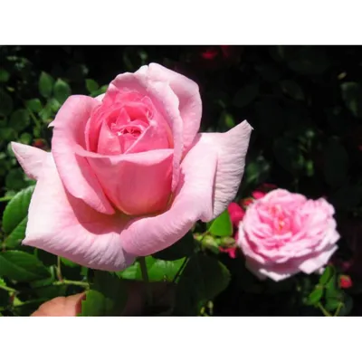 🌹Невероятные сорта роз со всего мира, поднимут нам настроение в эту  субботу! | Жанна Аттар | Дзен