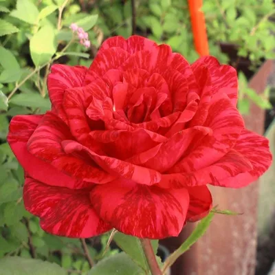 Чайно гибридные розы саженцы купить недорого в интернет-магазине Garden-Zoo