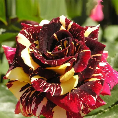 Крупноцветковая роза - красная - горшечная рассада - – Garden Seeds Market  | Бесплатная доставка