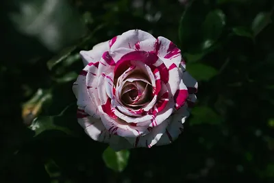 Саженцы роз из питомника Саженец - Роза Тигровая (плетистая)