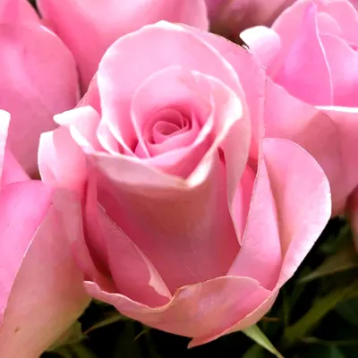 Titanic Light Pink Rose | Pink Roses | Bulk Pink Roses