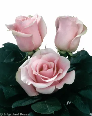 Titanic Roses – Eblooms Farm Direct Inc.