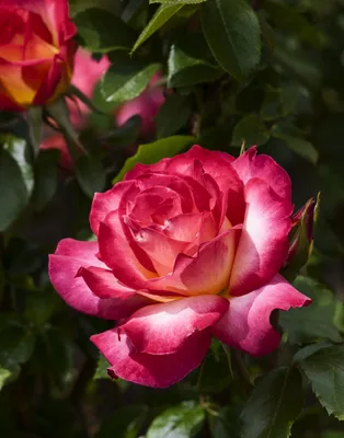 Милые сердцу штучки: Вышивка от Мэри Корбэт: Великолепная Роза Тюдоров  (процесс создания) | Роза тюдоров, Вышивка, Рукоделие