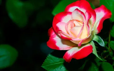 Турецкая роза (44 фото) - 44 фото