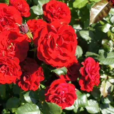 Rose (Rosa Tornado) | HEN-Magonza | Flickr