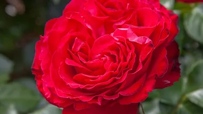 Pink Traviata® – Grace Rose Farm (Rose Bushes)