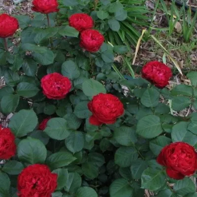 Photo of the bloom of Rose (Rosa 'Traviata') posted by MargieNY - Garden.org