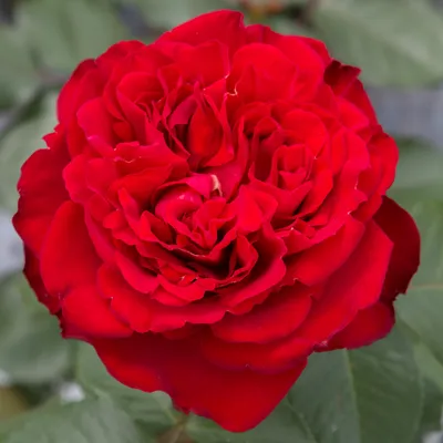 Lewis Ginter Botanical Garden on Tumblr: Hybrid Tea Rose 'Traviata' is  looking particularly lovely this week. known for its large blooms with many  petals — 100 or more —...