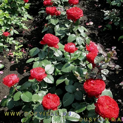 Traviata' Hybrid-Tea Rose