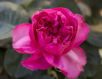 Traviata® Pink - Star® Roses and Plants