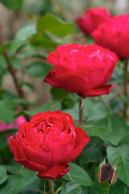 Buy Pink Traviata® Online | Chamblee's Rose Nursery