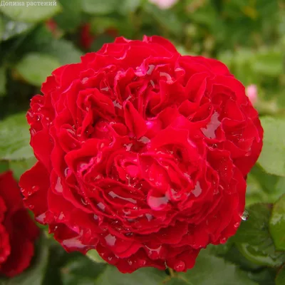 Pink Traviata Rose – South Florida Rose