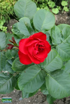 Photo of the bloom of Rose (Rosa 'Traviata') posted by csandt - Garden.org