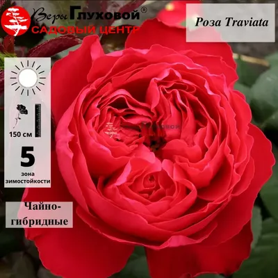 Роза Traviata (Травиата) – купить саженцы роз в питомнике в Москве