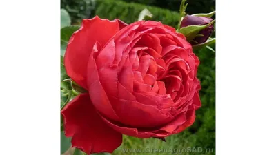 Vibrant Hybrid Tea Rose - Rosa 'Traviata'