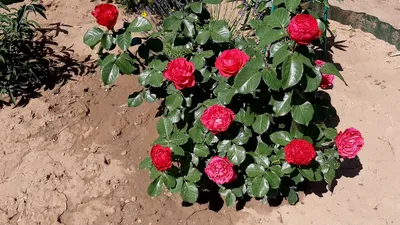 File:月季-粉色茶花女 Rosa Pink Traviata -深圳人民公園 Shenzhen Renmin Park, China-  (32084211343).jpg - Wikimedia Commons