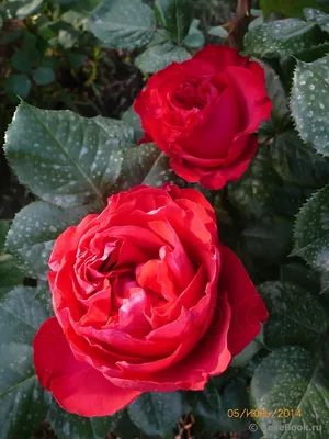 File:Rosa 'Traviata' kz01.jpg - Wikimedia Commons