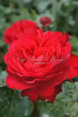 Traviata : r/Roses