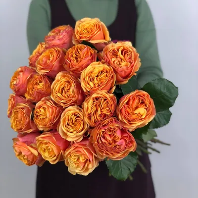 Розарий «Розы Вдохновения» on Instagram: \"True Love (Poulbrido), (Тру Лав),  чайно-гибридная, срезочная Описание Бутон: темно-красный, бокаловидный.  Цветок: темно-красный, чашевидный, с высоким центром, махровый, 27 - 35  лепестков в одном цветке ...