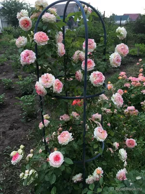 Роза 'Цезарь' (плетистая)(розовая) купить по цене 2.800,00 руб. руб. в  Москве в садовом центре Южный