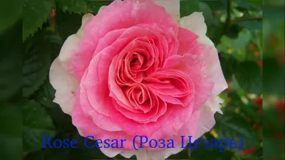 Роза Цезарь плетистая - 74 фото