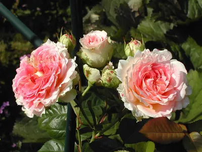 Зелений сад - Плетистая роза Цезарь, цена 90 грн куст. В высоту достигает 2  м, в диаметре - 3 м, средняя длина побегов достигает нескольких метров;  Листва отличается насыщенным темно-зеленым оттенком; На