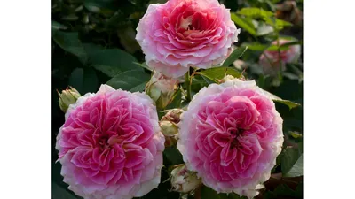 Beautiful Cesar Rose In Full Flower Disclosure In Summer Stock Photo,  Picture and Royalty Free Image. Image 141779142.