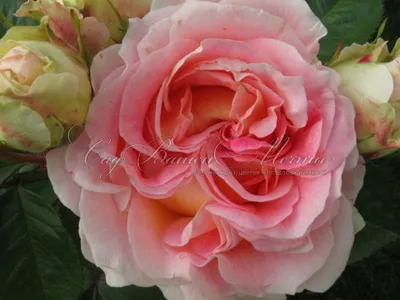 Blooming Bush of Pink Climbing Rose Cesar Stock Image - Image of bright,  natural: 119476197