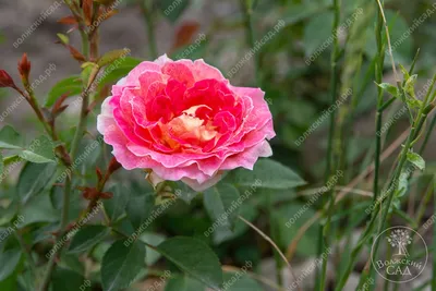 Розы в саду: или «Цезарь», или ничто... | Загородный дом и всё о нём | Дзен
