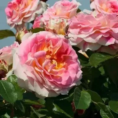 Роза Цезарь - Розы Саженцы Почтой Недорого