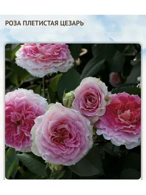 ❤ПРИЕМ ЗАКАЗОВ НА ВЕСНУ 2024г.❤ 💕РОЗА ЦЕЗАРЬ, ФРАНЦИЯ, 1993 г. 360.00 ₽ 💕Роза  Цезарь отличается красотой старинных роз с их… | Instagram
