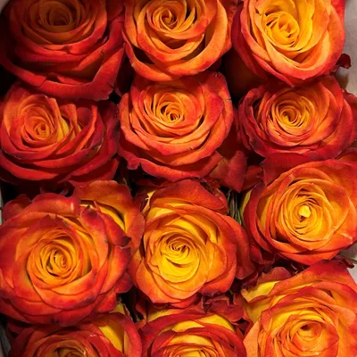 Circus Roses - Florabundance Wholesale Flowers