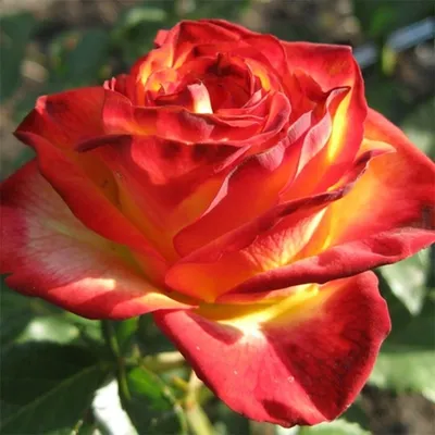 Circus Rose Salt Lake City Florist - Botanical Eden | Local Flower Delivery  Salt Lake City, UT 84124