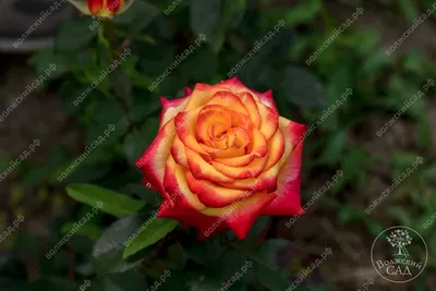 Знакомство с розами моего сада. 🌹Роза Циркус. | Удачница | Дзен