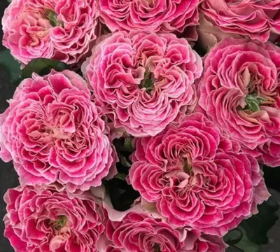 Popular Types of Roses Used by Florists - Cascade Floral Wholesale