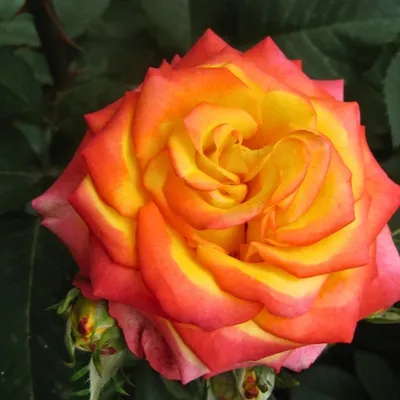 Роза Тукан (Однолетний, ЗКС) - купить Розы чайно-гибридные в Киеве и  Украине, выгодная цена Роза Тукан в интернет-магазине Agrostore ТМ  (Агростор)