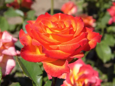 Роза чайно-гибридная Тукан (Tucan) (ID#1165977899), цена: 80 ₴, купить на  Prom.ua