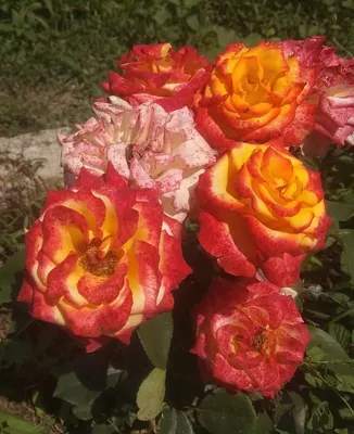 Купить саженцы розы тукан в Крыму - Наш Сад
