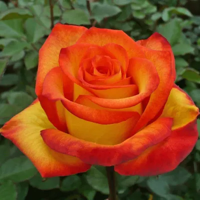 Роза Тукан (Однолетний, ЗКС) - купить Розы чайно-гибридные в Киеве и  Украине, выгодная цена Роза Тукан в интернет-магазине Agrostore ТМ  (Агростор)