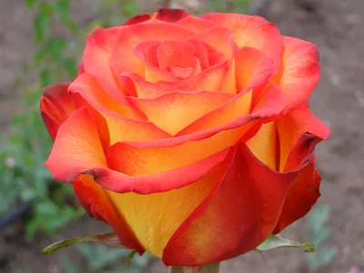 Роза «Тукан» Rose «Tukan» — Саженцы в Орле
