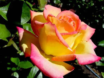 Tukan Vogel auf Ast mit schön Rosa Blume.generativ ai. 29556982 Stock-Photo  bei Vecteezy