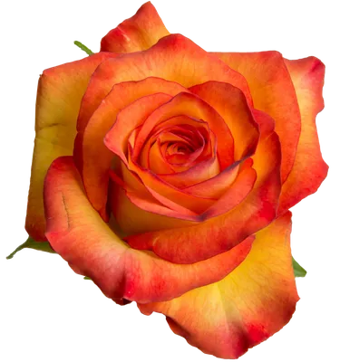 Žíhaná ruže TUCAN 35cm