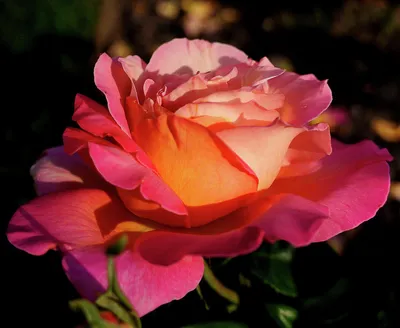 Baby Rosa do Deserto Tutti Frutti - Aglaonemas Brasil