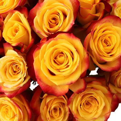 Buy Wholesale Tutti Frutti Fresh Cut Rose in Bulk - FiftyFlowers