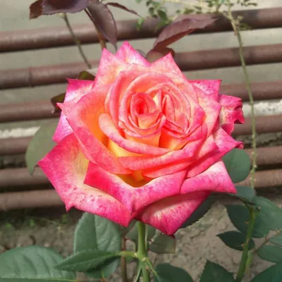 File:Rosa 'Utopia' 01.jpg - Wikimedia Commons