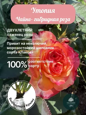 Роза Утопия Розы 175435918 купить за 553 ₽ в интернет-магазине Wildberries