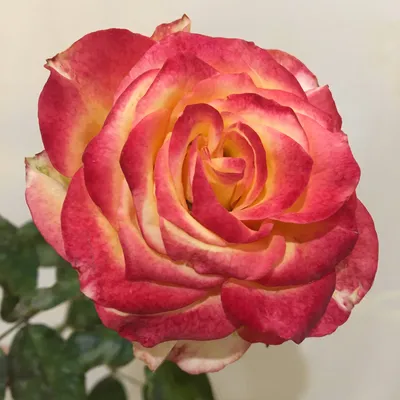 Buy Utopia ® – Floribunda Rose – AGEL ROSEN