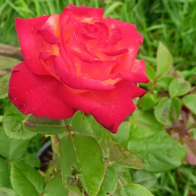 Rosier à fleurs groupées Utopia - Rosier polyantha buissonnant et  florifère, à petites fleurs rose pastel